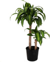 Dracaena "Corn plant" Tree