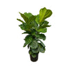 Fiddle Leaf Fig