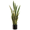 Sansevieria Plant