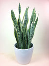 Sansevieria Plant