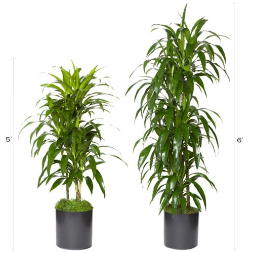 dracaena cane janet craig Dracaena-Janet Craig Plant/Tree RENTAL – Shop Venetian